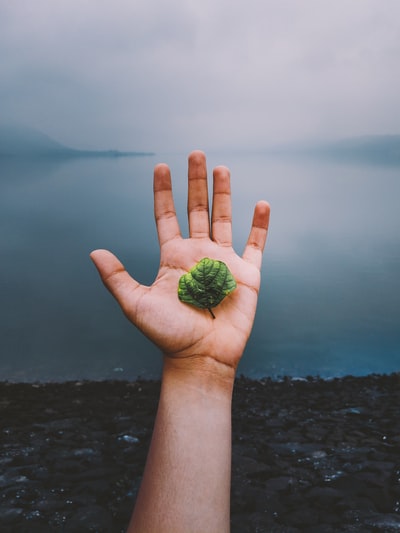 手持植物叶子的人